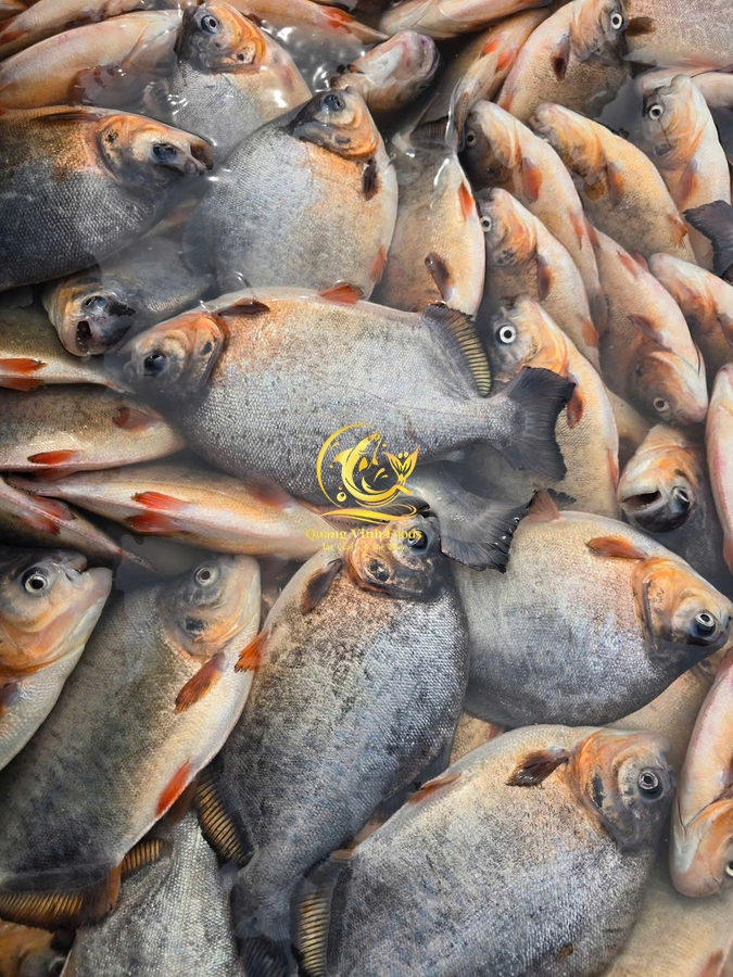 Red Pacu