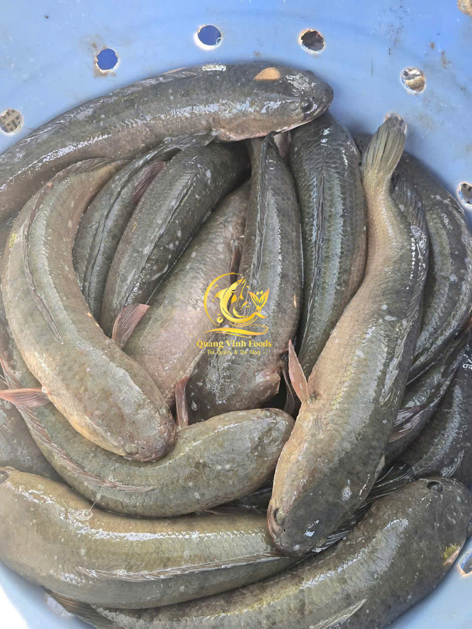 Snakehead