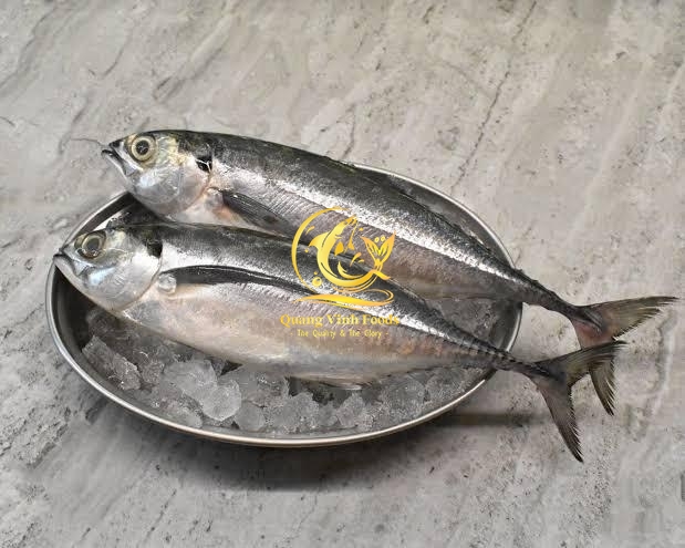 Hardtail Scad