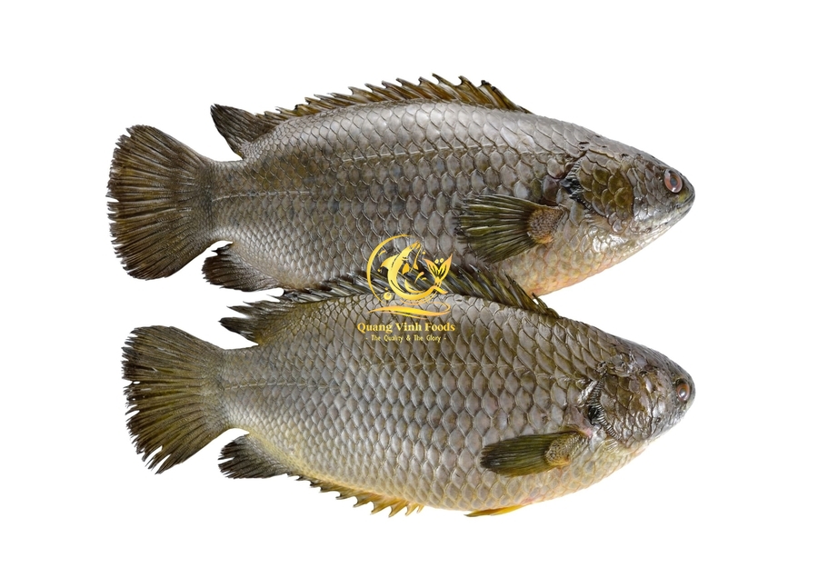 Climbing Perch