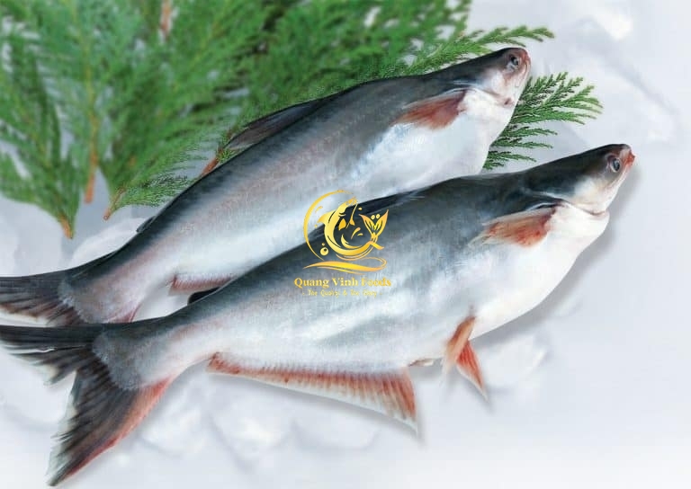 Pangasius