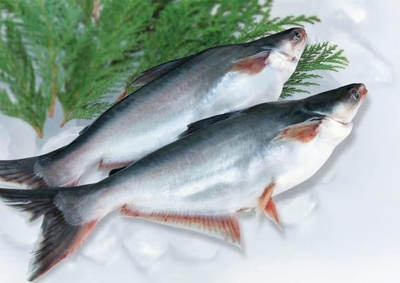 Pangasius Exports Up 10%: Challenges in the US Market and Value Chain Upgrades