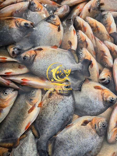 Red Pacu