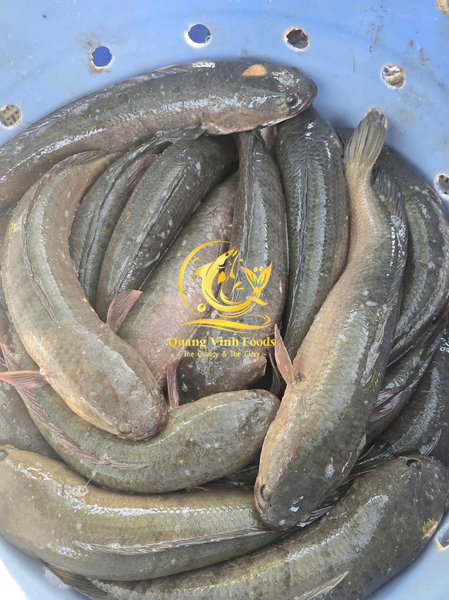 Snakehead