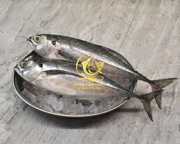 Hardtail Scad