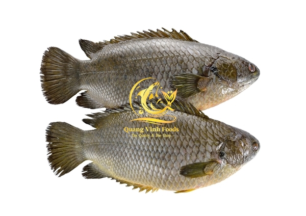 Climbing Perch
