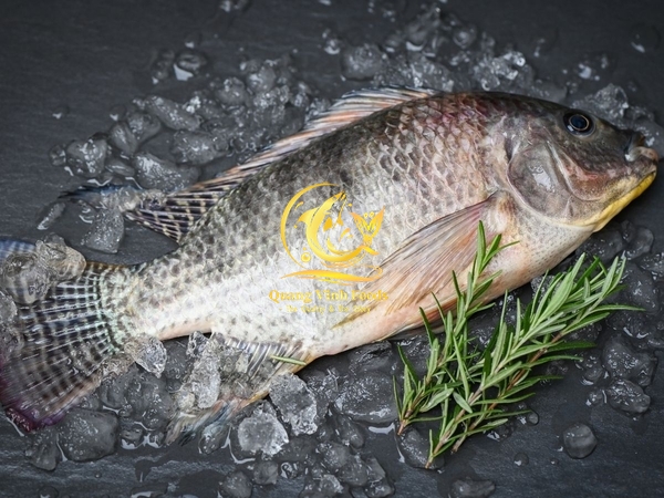 Tilapia