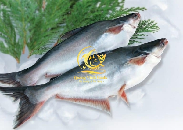 Pangasius