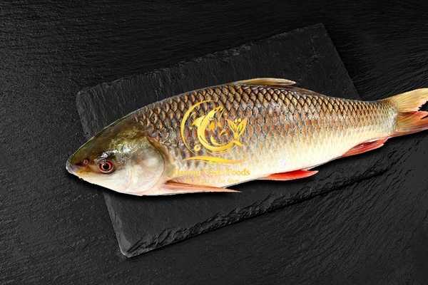 Rohu